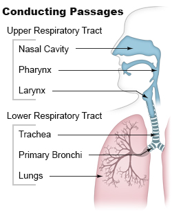 Image from the Seer Cancer training centre https://training.seer.cancer.gov/anatomy/respiratory/passages/