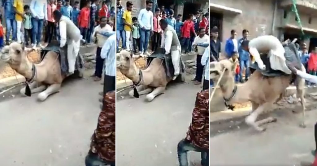 ऊंट से गिरे कांग्रेस विधायक हरि सिंह? इस नाम के कोई विधायक नहीं, टिक-टॉक वीडियो वायरल