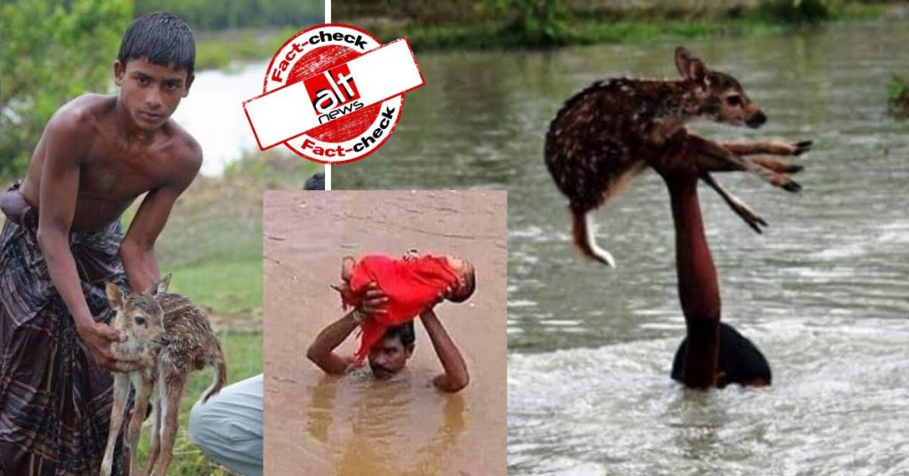 बांग्लादेश में हिरन के बच्चे को बचाने की पुरानी तस्वीरें असम में आयी बाढ़ की बताकर वायरल