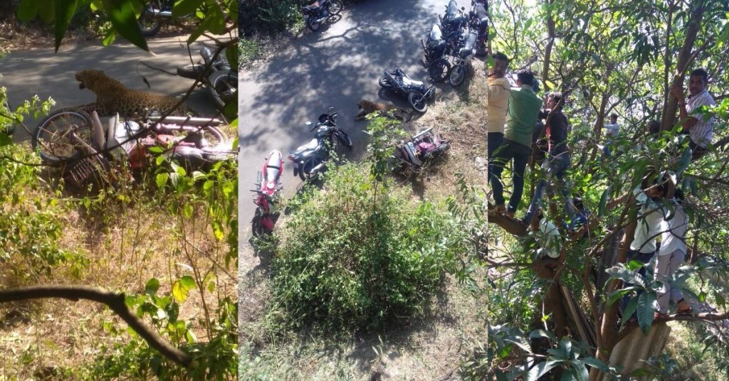 महाराष्ट्र में तेंदुए के हमले की पुरानी तस्वीरें, गुजरात के पोलो जंगल की हाल की घटना के रूप में साझा