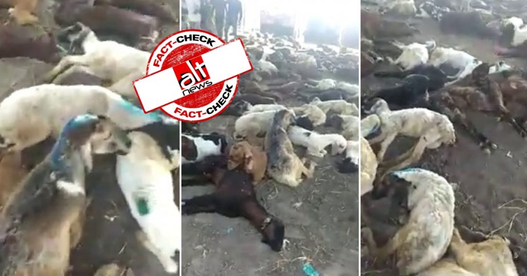 अजमेर की बकरा मंडी में कोरोना वायरस से बकरियों को लकवा मारने के दावे वाला पुराना वीडियो वायरल