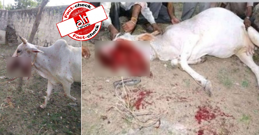 हिमाचल प्रदेश में विस्फोट से घायल हुई गाय की बताकर 5 साल पुरानी राजस्थान की तस्वीरें वायरल