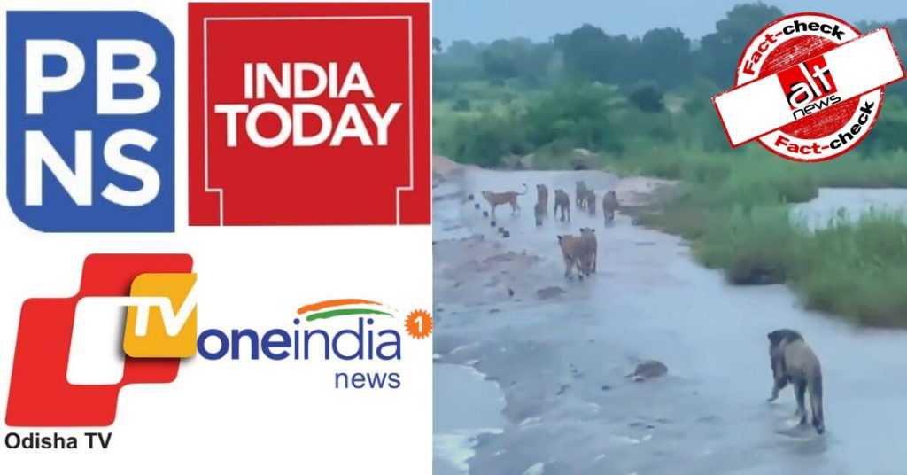 साउथ अफ़्रीका में शेरों के घूमने का पुराना वीडियो तूफ़ान के बाद गिर जंगल का दृश्य बताया गया