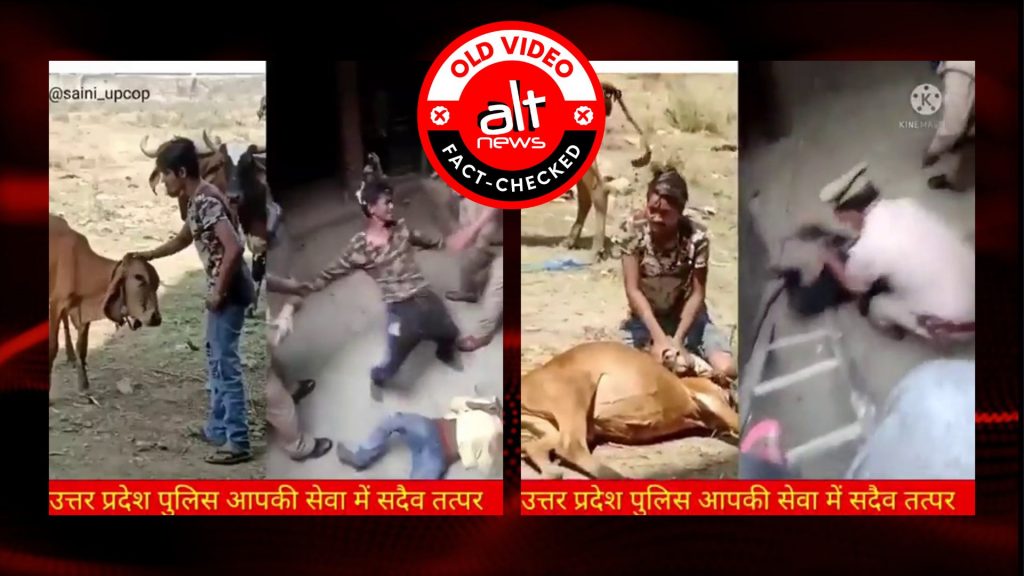 गाय की गर्दन मरोड़ने पर यूपी पुलिस द्वारा पिटाई के दावे के साथ पुराने वीडियोज़ वायरल