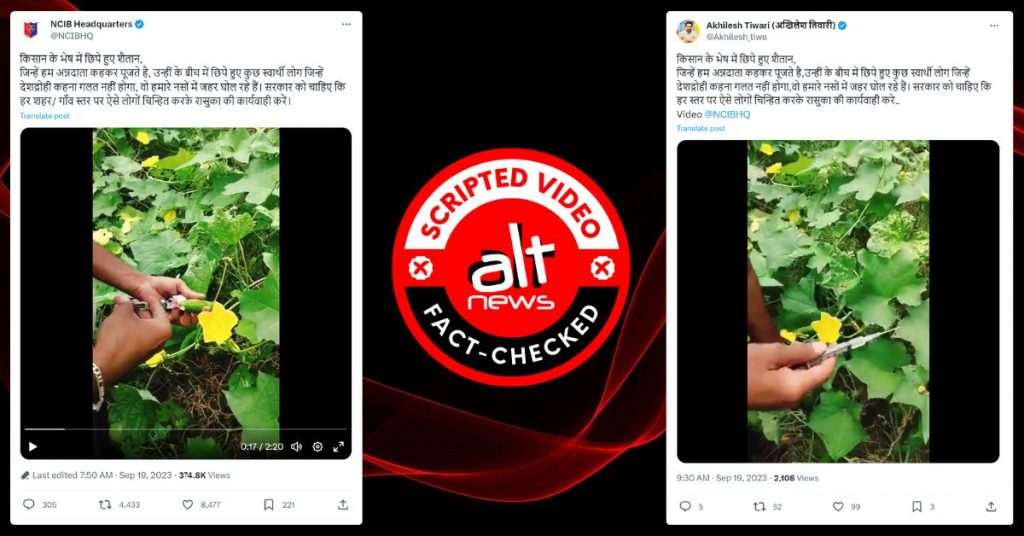 सब्जियों में इंजेक्शन लगा रहे कुछ लोगों का वीडियो असली घटना नहीं बल्कि स्क्रिप्टेड है