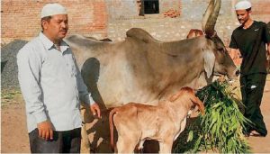 Muslim youth stay up all night to take care of a newly born calf