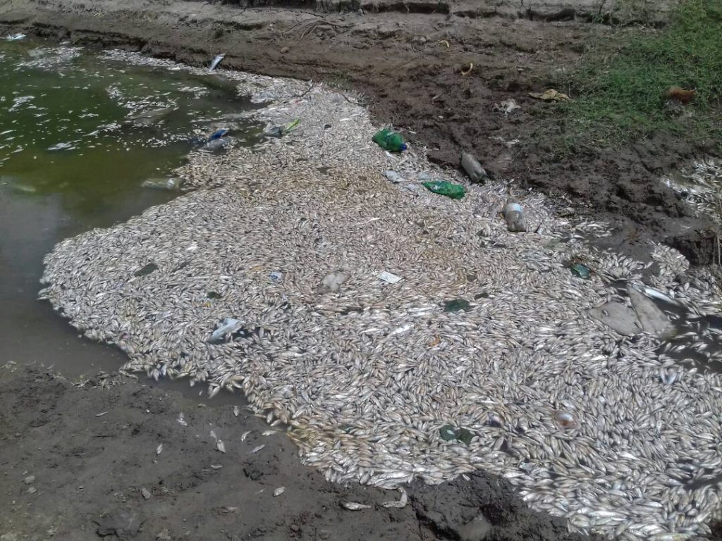 Thousands of dead fish due to industrial pollution in Dholi village in Gujarat