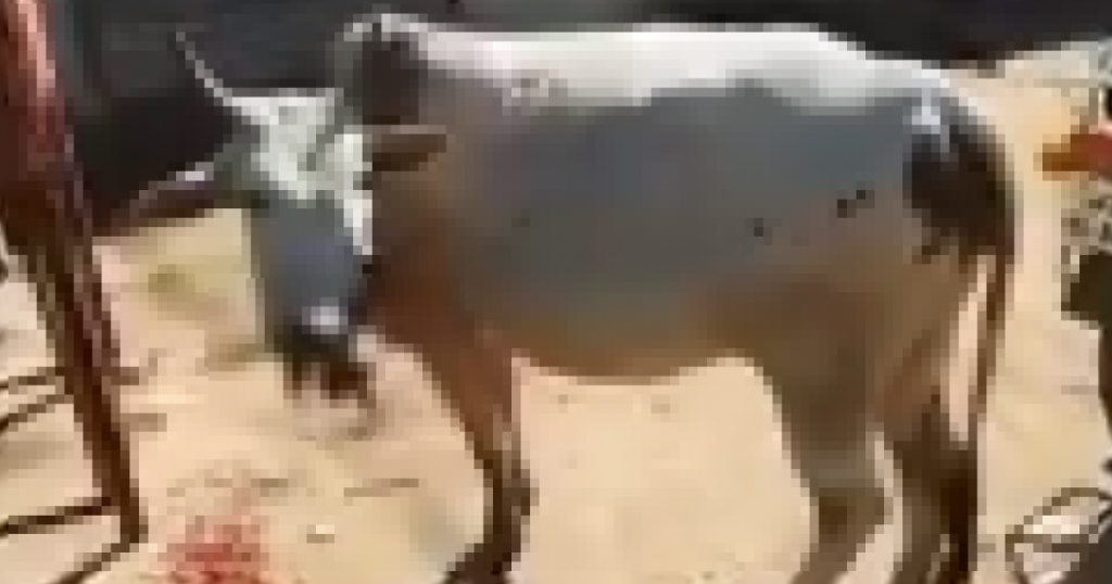 “Muslims fed bomb to cow”, fake news peddler ShankhNaad puts out yet another misleading video