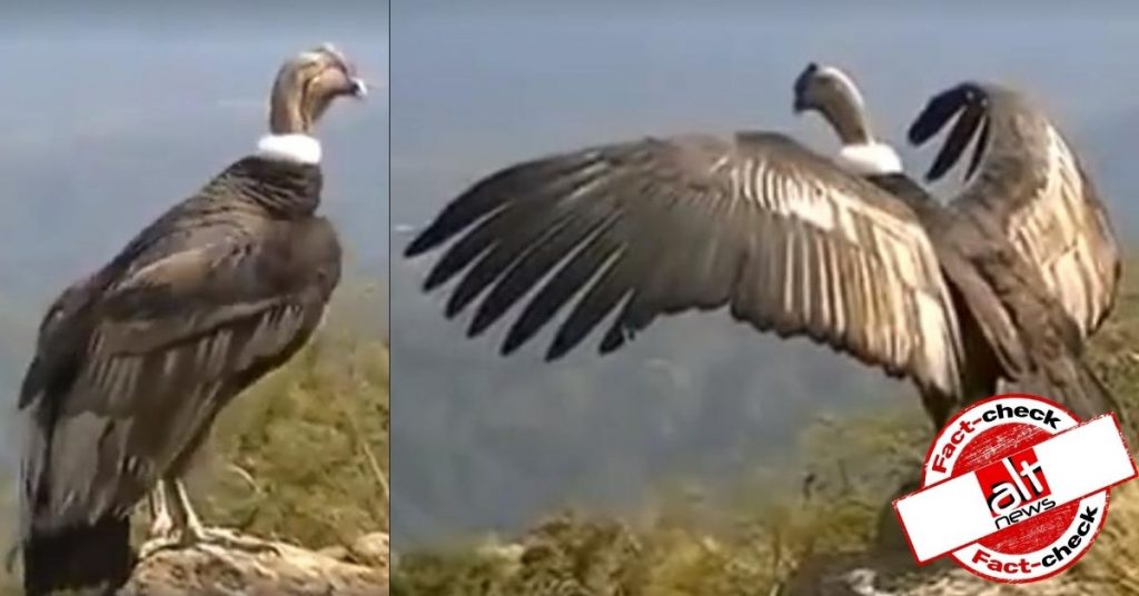 Jatayu, mythical bird from Ramayana, spotted in Kerala? No, it’s a condor from Argentina