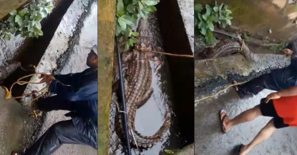 Crocodile rescued in Ratnagiri viral as Mumbai