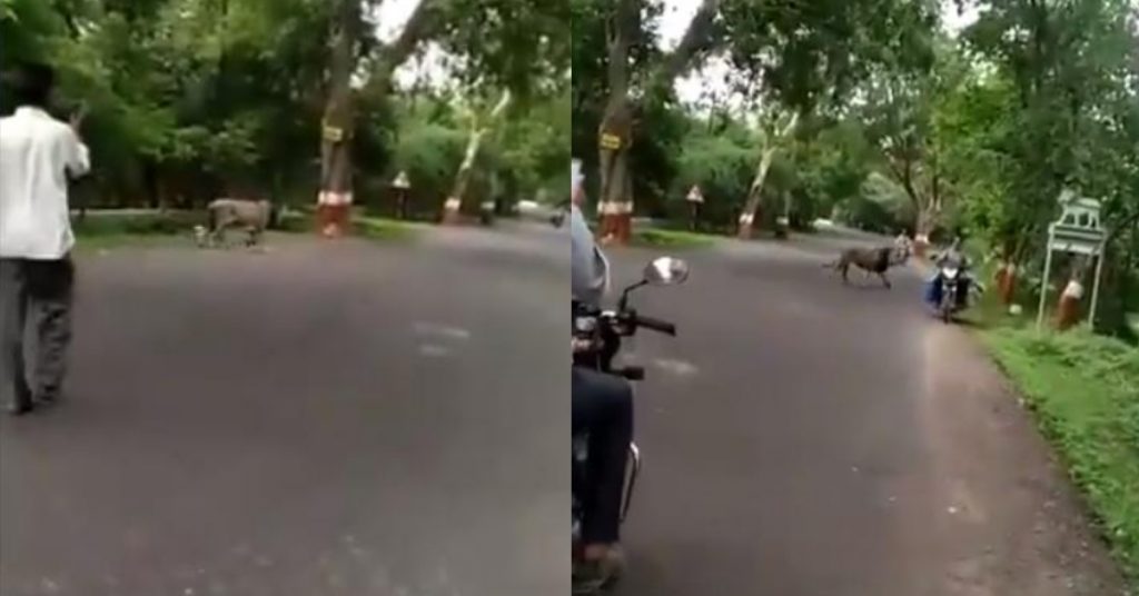 Video from Junagadh, Gujarat shared as lion in Aarey colony, Mumbai