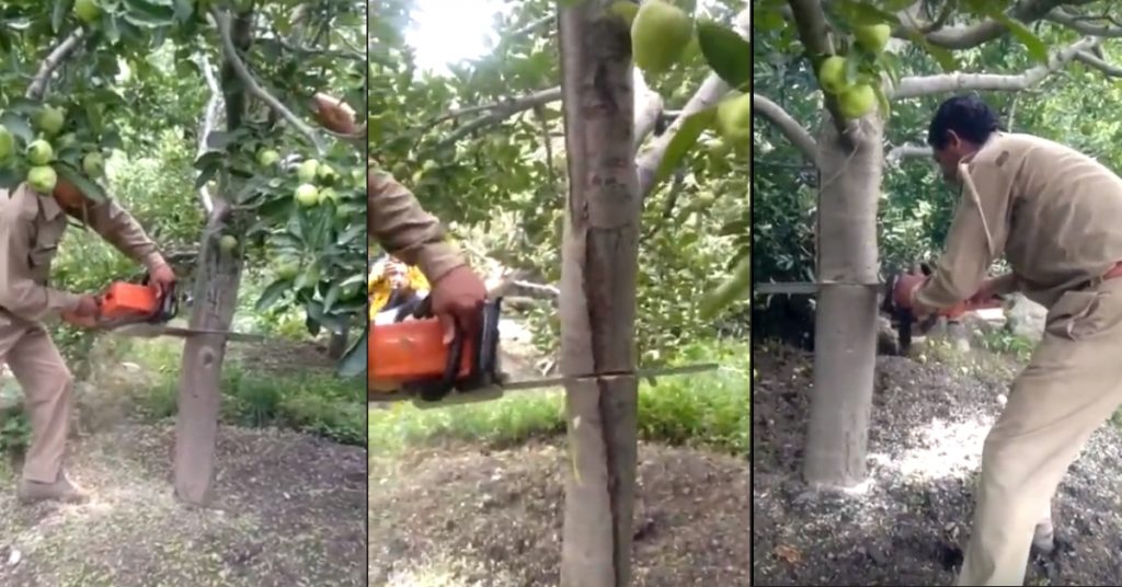 Old video from Himachal Pradesh shared as felling of apple trees by govt in Kashmir