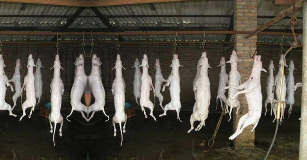 False claim: Dog meat recovered from Ashoka hotel in Kolkata