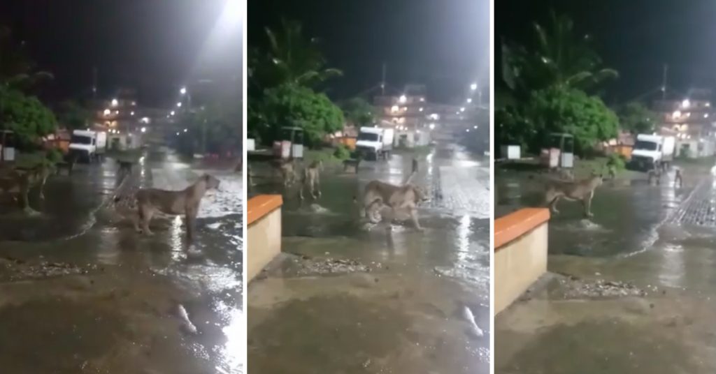 Lions spotted in Junagadh, Gujarat shared as Thane, Maharashtra
