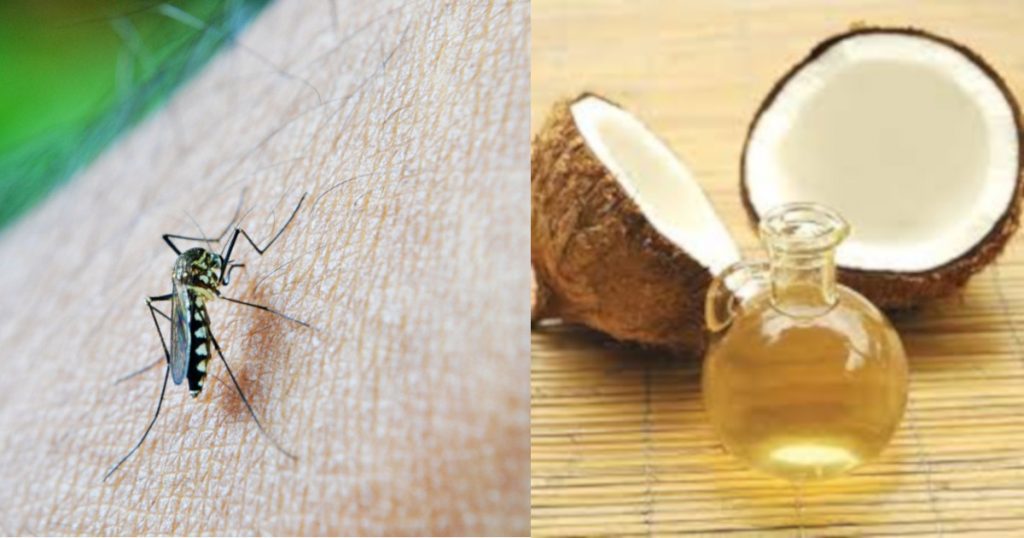 Coconut oil cannot protect against dengue viral infection