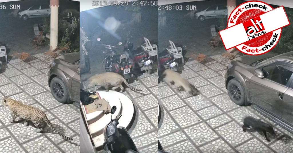 Video of leopard attacking dog in Nashik, Maharashtra shared as Gujarat