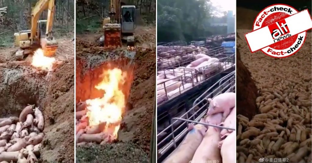 Old videos shot during African Swine Fever outbreak viral amid Cornonavirus pandemic