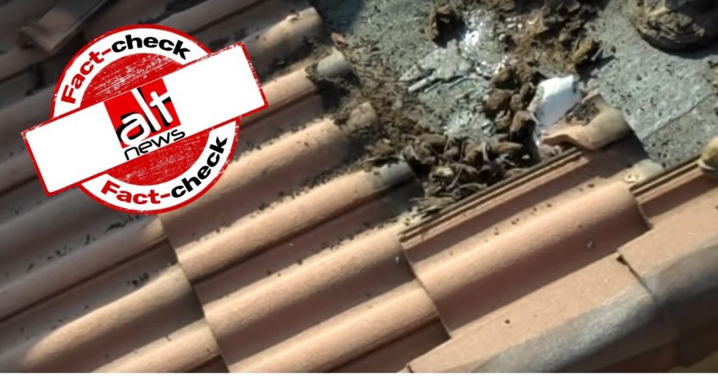 Coronavirus: No, this video of bats removed from a rooftop is not from China