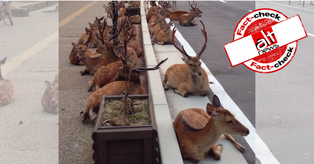No, deers did not turn up on Ooty-Coimbatore road as COVID-19 lockdown restricts human activity