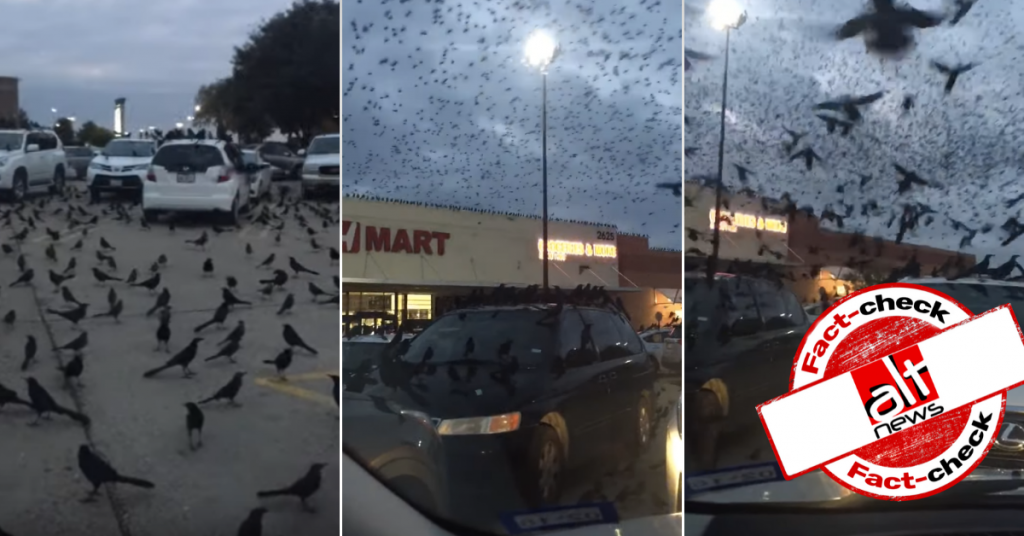 Old video of swarm of blackbirds outside Texas supermarket viral as Saudi Arabia