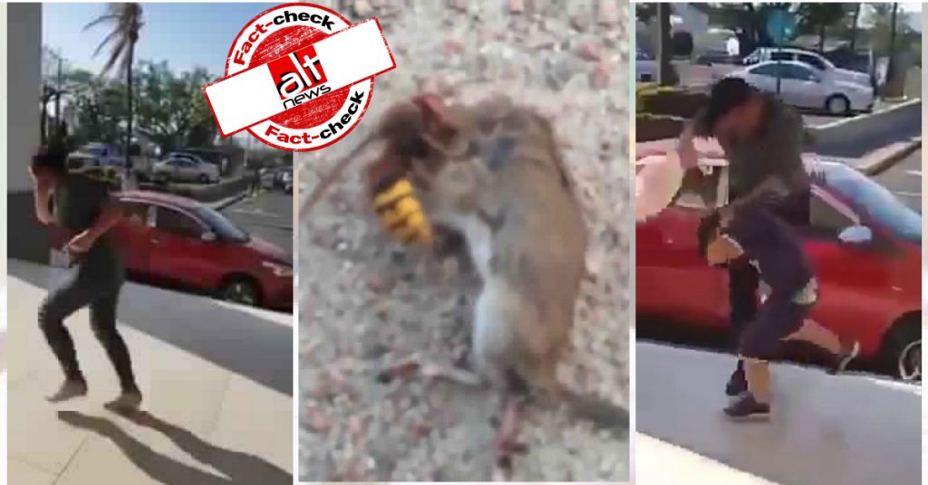 Fact-check: Videos of unrelated pest attacks linked with Asian giant hornet spotted in US