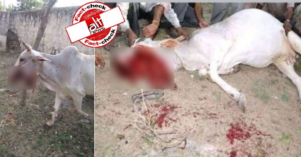 Old images of cow injured in explosion in Rajasthan shared as recent incident from Himachal Pradesh