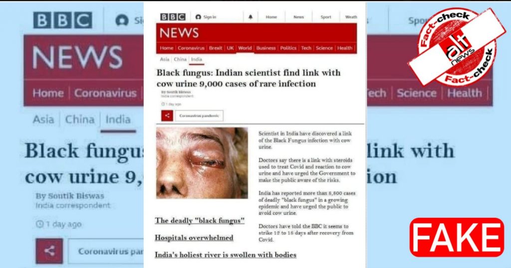 Morphed BBC article links black fungus with cow urine