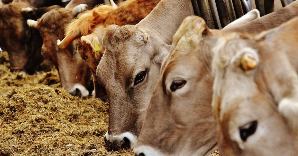 Violence in the name of cows: The ‘animal welfare’ groups that beat up truck drivers in India